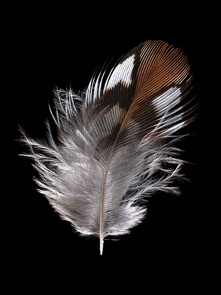 artist carolyn thome