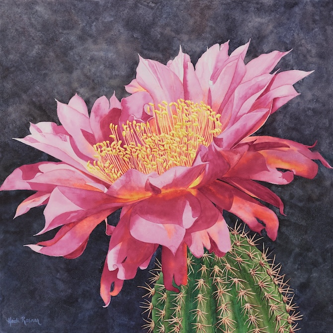 Cereusly, a watercolor of a cactus flower by Heidi Rosner